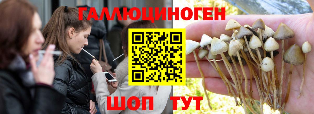 Галлюциногенные грибы Psilocybine cubensis Новоуральск